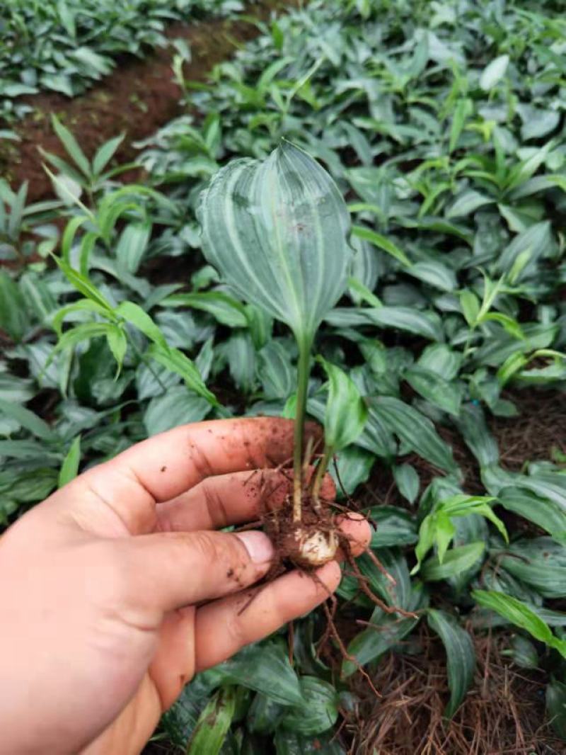 优良品种姜型多花甜黄精种苗（不倒苗），高产。