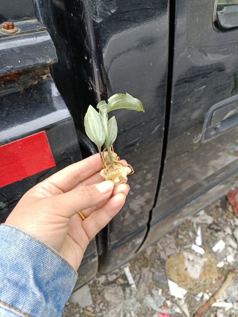 优良品种姜型多花甜黄精种苗（不倒苗），高产。