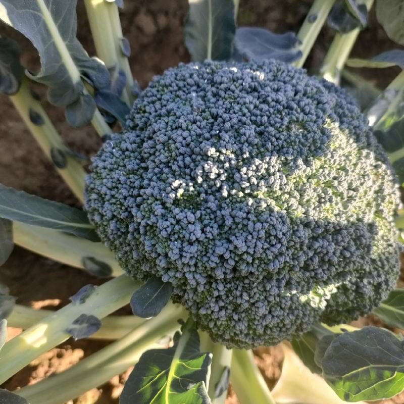精品西蓝花供商超农贸食堂电商平台