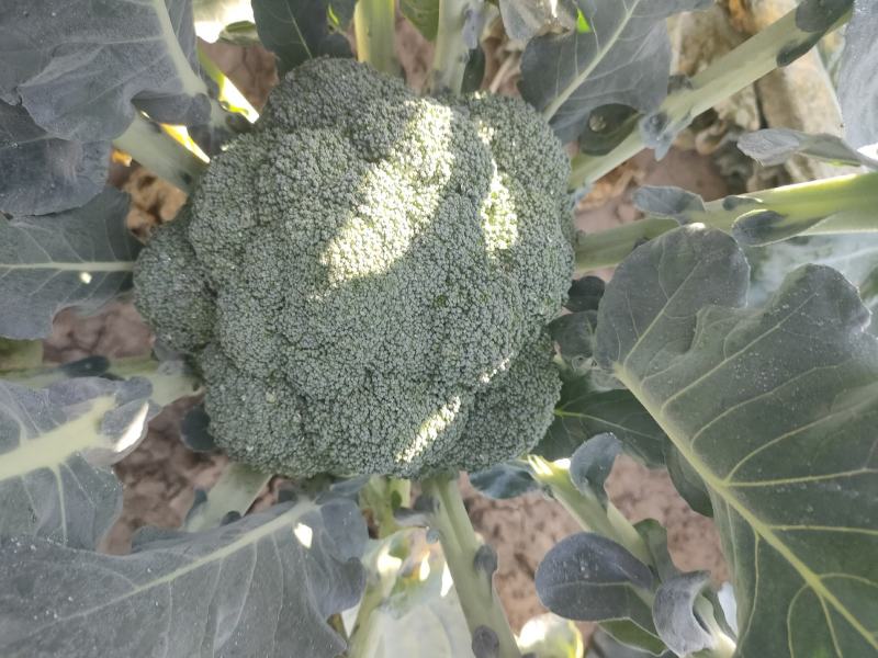 精品西蓝花供商超农贸食堂电商平台