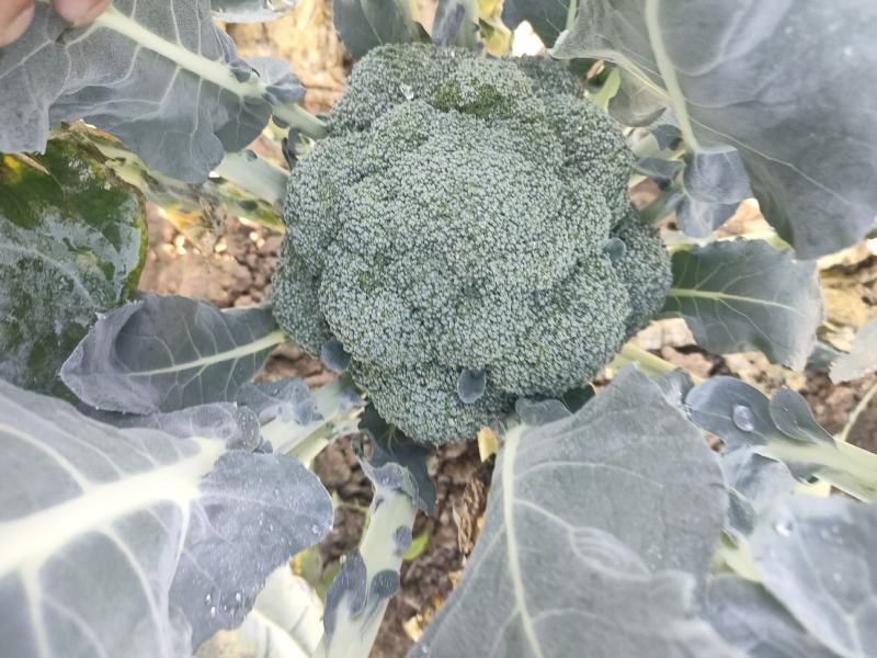 精品西蓝花供商超农贸食堂电商平台