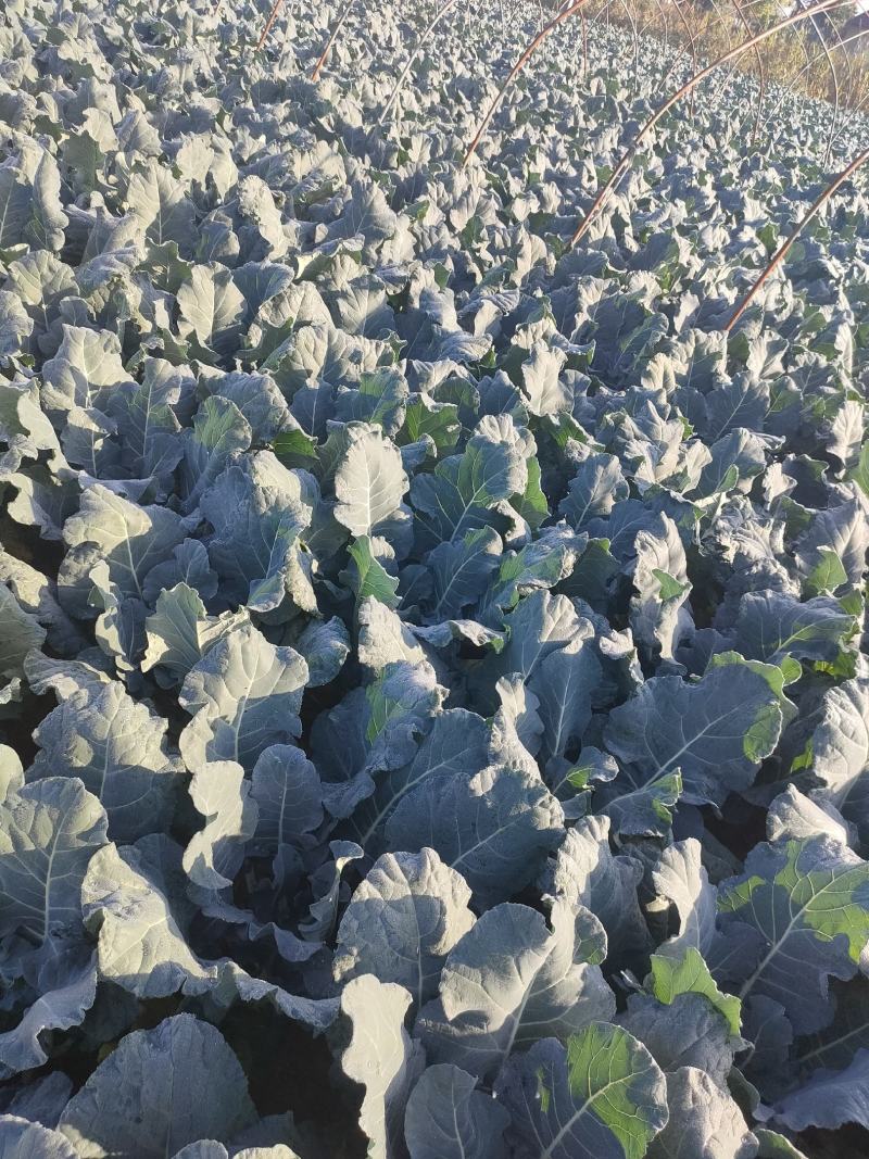 精品西蓝花供商超农贸食堂电商平台