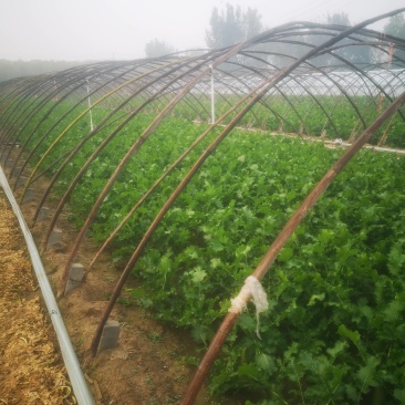潍坊固堤瓜茬萝卜产地直发一手货源量大优惠