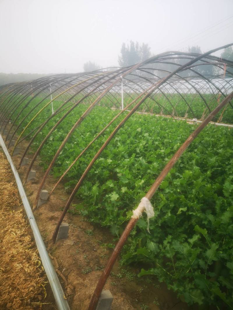 潍坊固堤瓜茬萝卜产地直发一手货源量大优惠