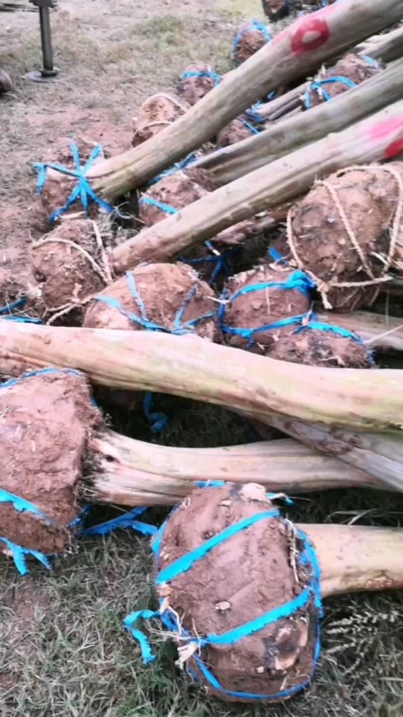 8公分占地紫薇征收赔款用紫薇3--10公分
