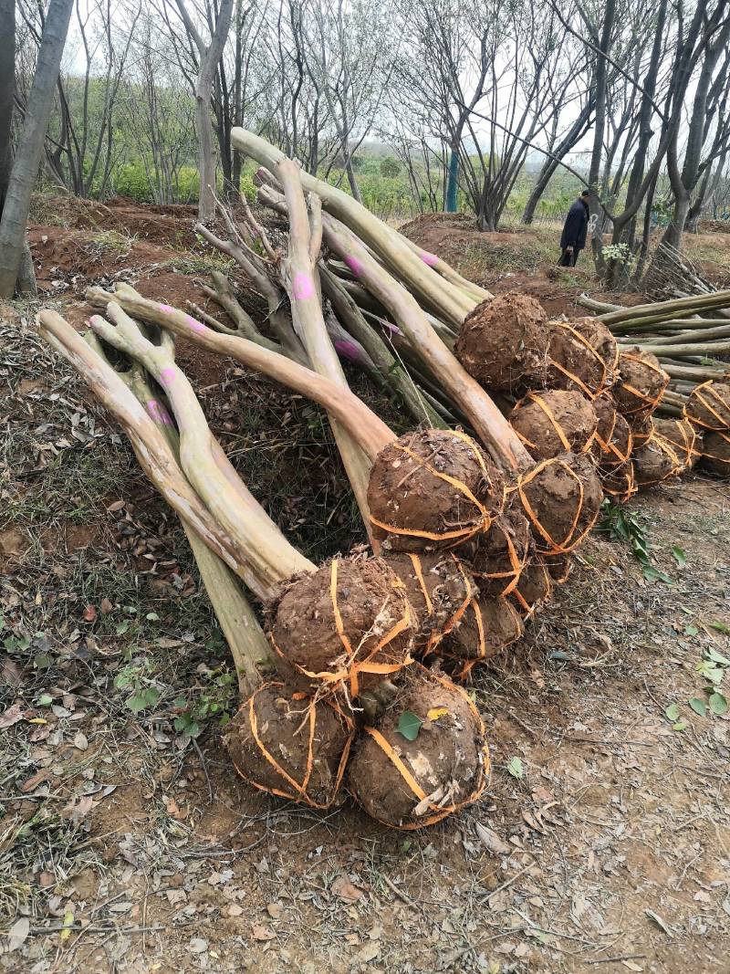 8公分占地紫薇征收赔款用紫薇3--10公分