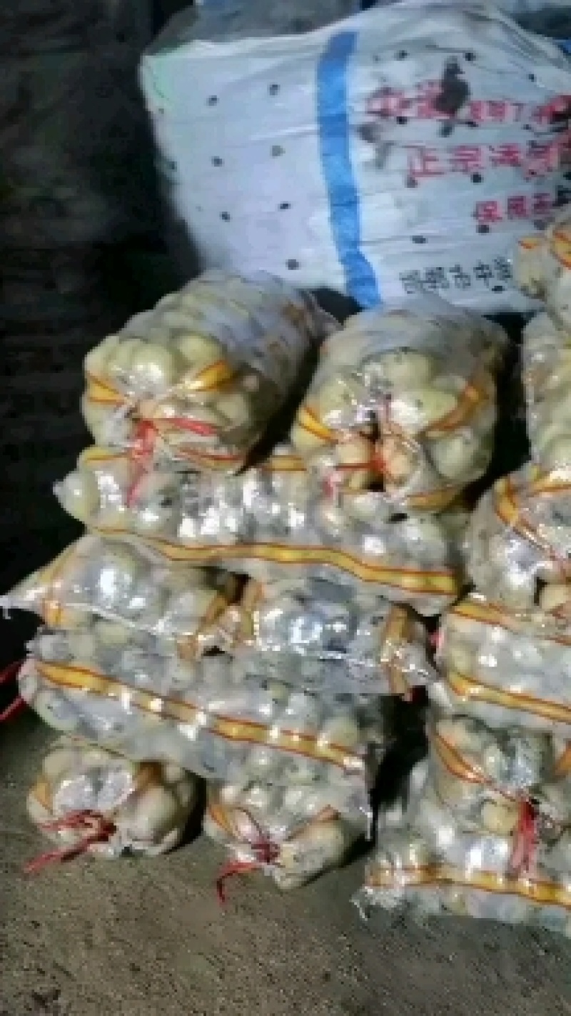 v7，黄金署