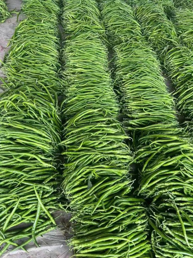 八号线椒，二荆条，品种全，货源丰富，欢迎全国各大市场选购