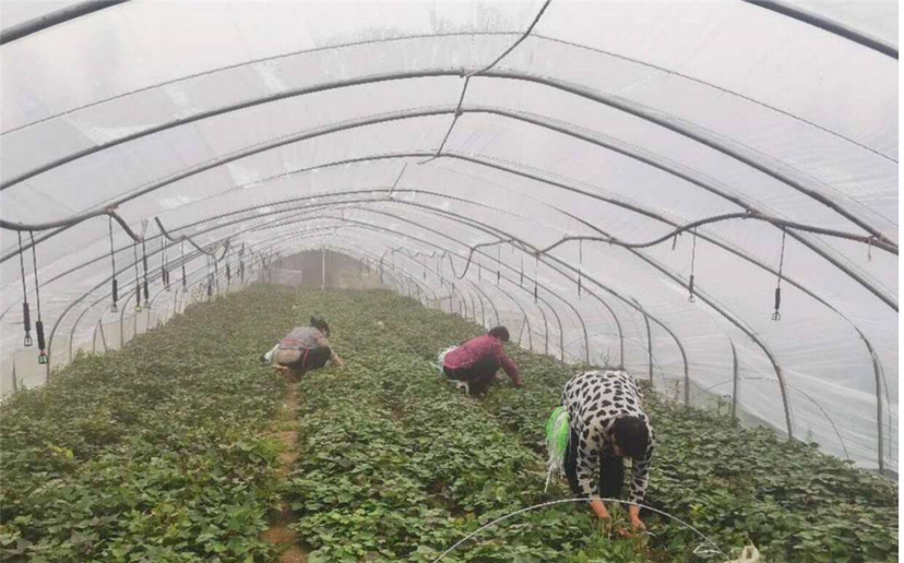 西瓜育苗期环境调控实景图