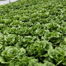 生菜青叶生菜物美价廉质量保证需要大量供应