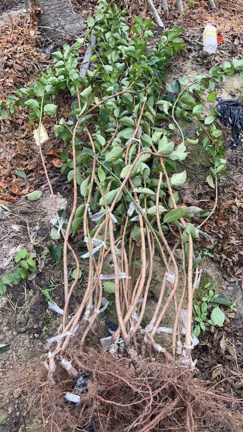 垂枝红梅小苗锦红梅花新品种小苗批发供应