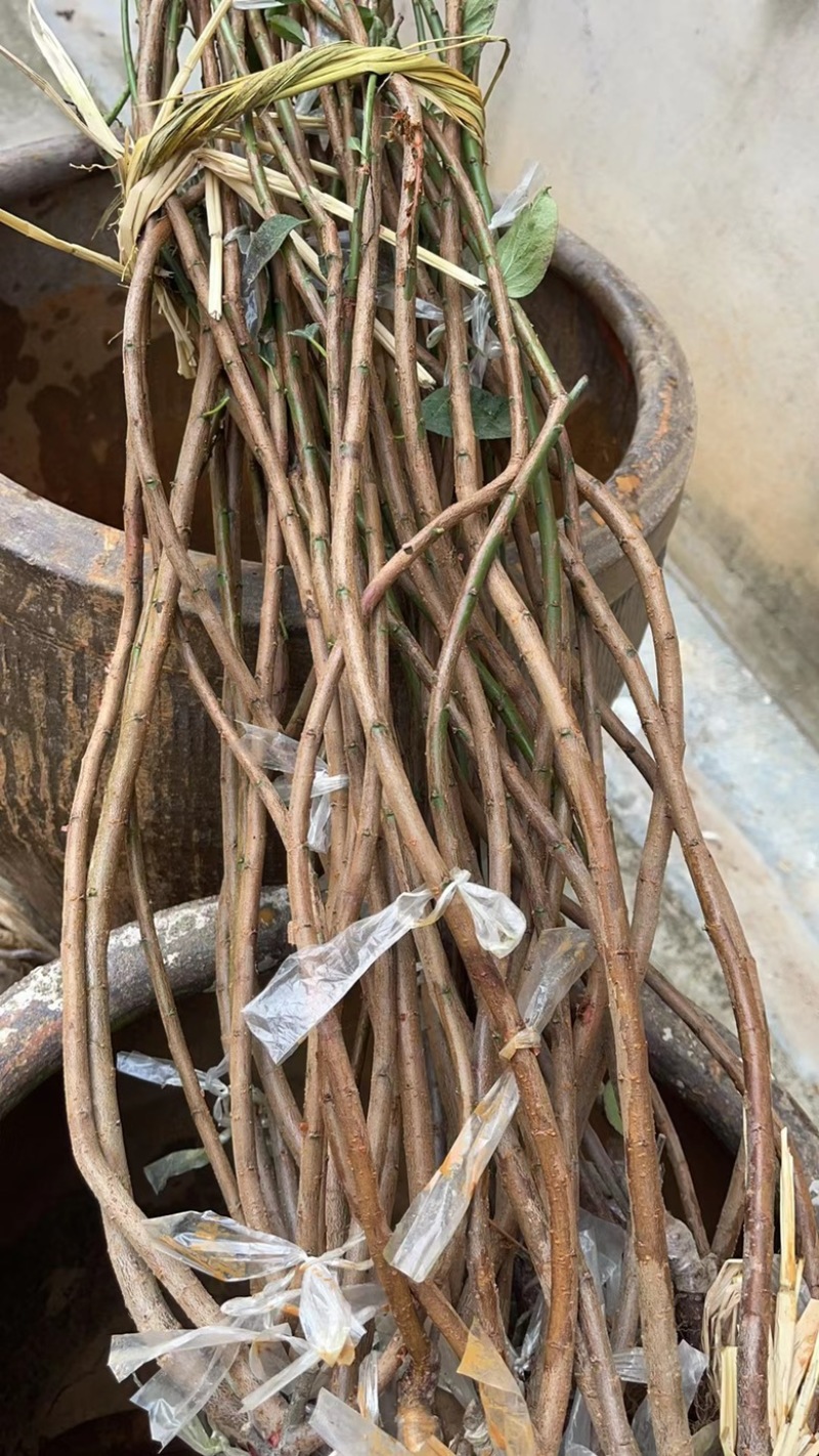 垂枝红梅小苗锦红梅花新品种小苗批发供应