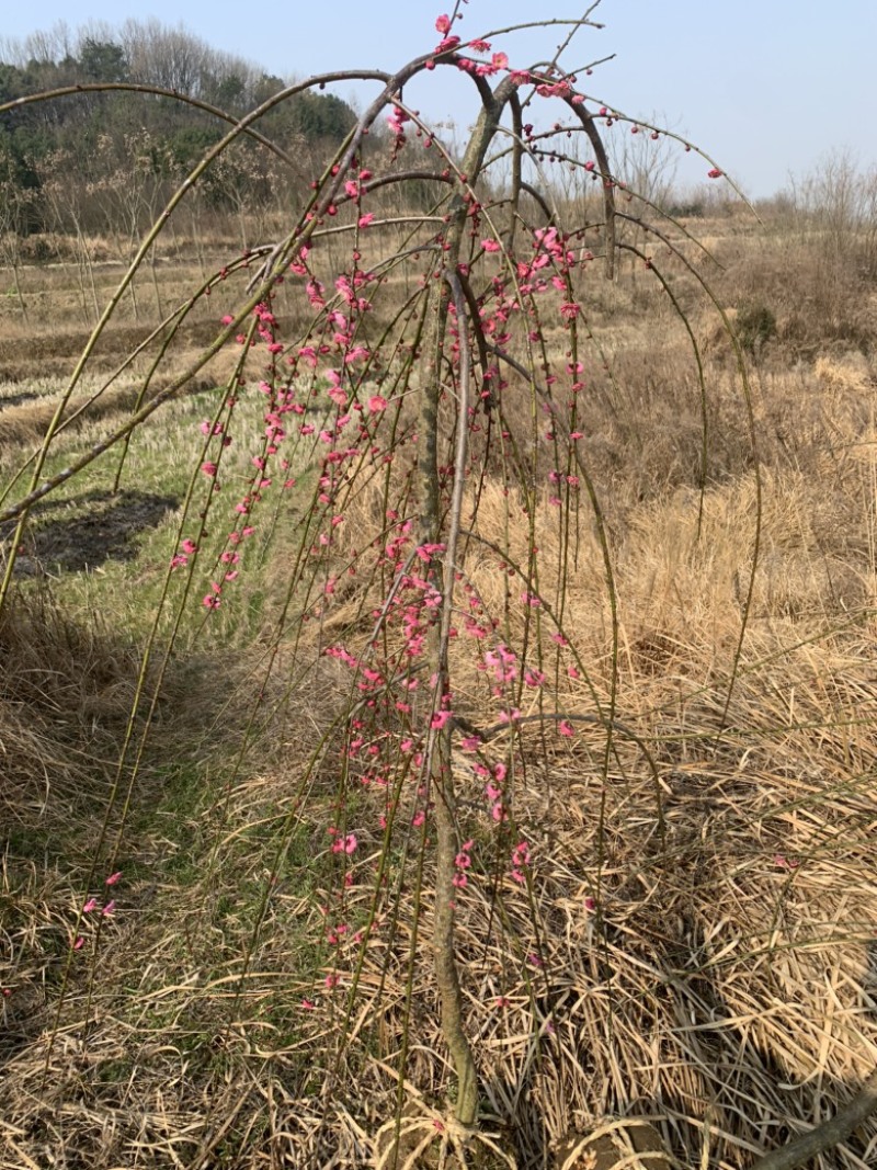 垂枝红梅小苗锦红梅花新品种小苗批发供应