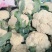 有机花菜，青梗白面散花，砀山本地一手货源，代发全国各地