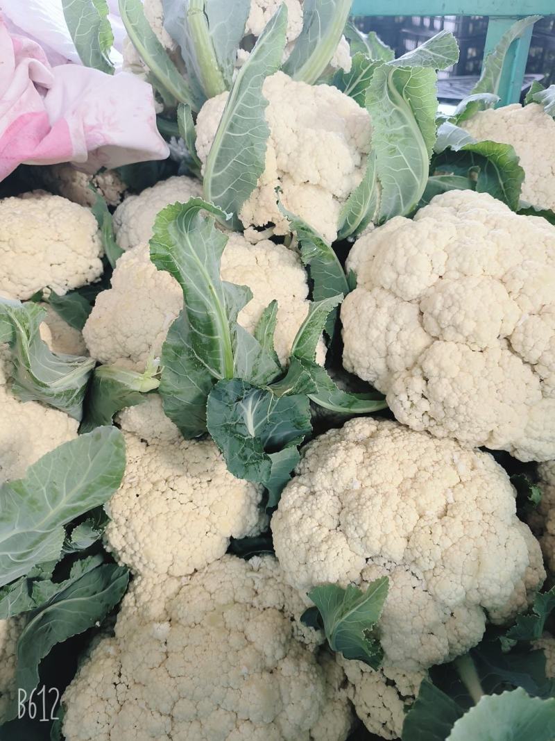 有机花菜，青梗白面散花，砀山本地一手货源，代发全国各地