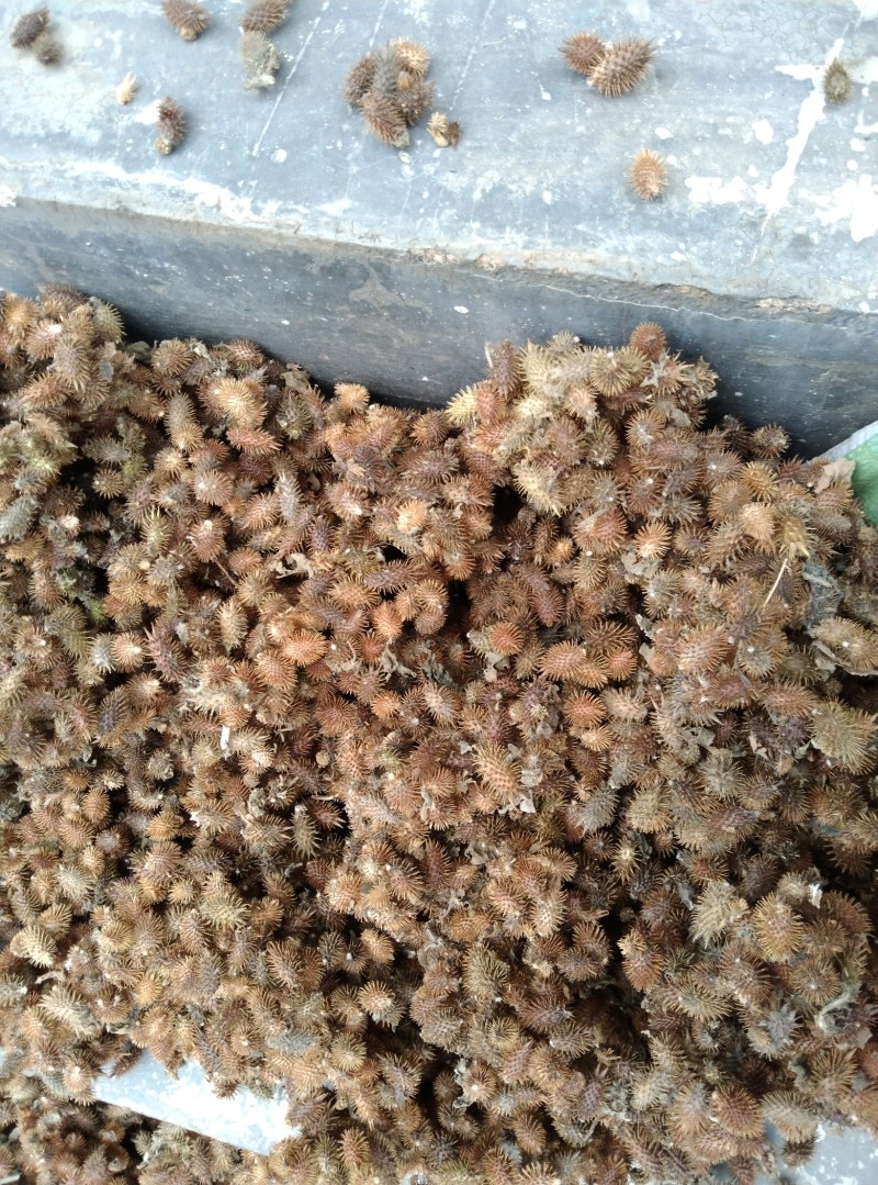 苍耳子