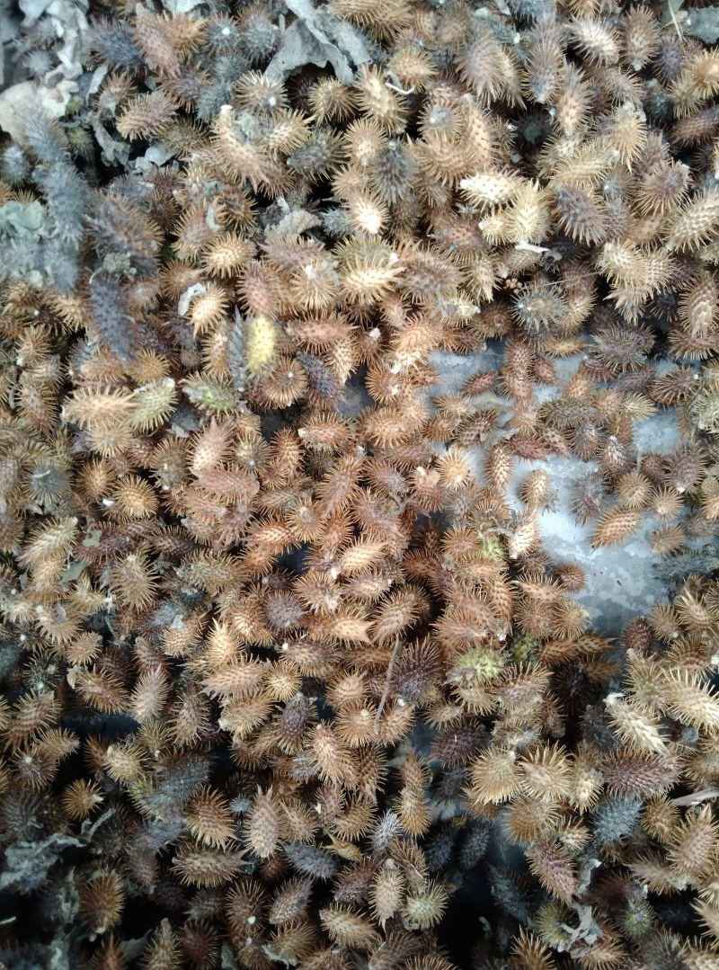 苍耳子