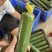 水瓜无棱丝瓜自产自销供应