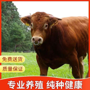 利木赞牛犊利牧赞肉牛小牛犊公牛怀孕母牛包运输包成活