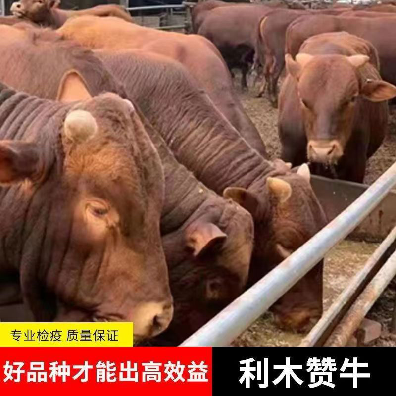 利木赞牛犊利牧赞肉牛小牛犊公牛怀孕母牛包运输包成活