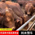 利木赞牛犊利牧赞肉牛小牛犊公牛怀孕母牛包运输包成活