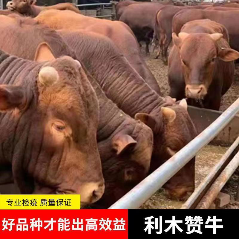 利木赞牛犊利牧赞肉牛小牛犊公牛怀孕母牛包运输包成活