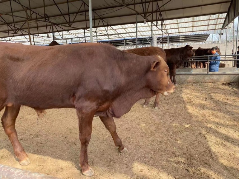 利木赞牛犊利牧赞肉牛小牛犊公牛怀孕母牛包运输包成活