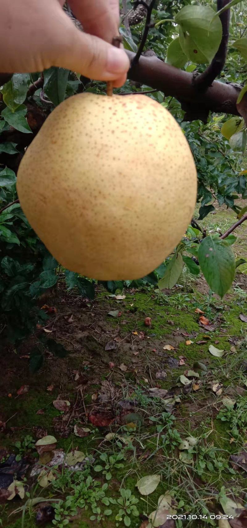 河北保定雄县雪花梨，沙土地种植，物美价廉沙土地种植