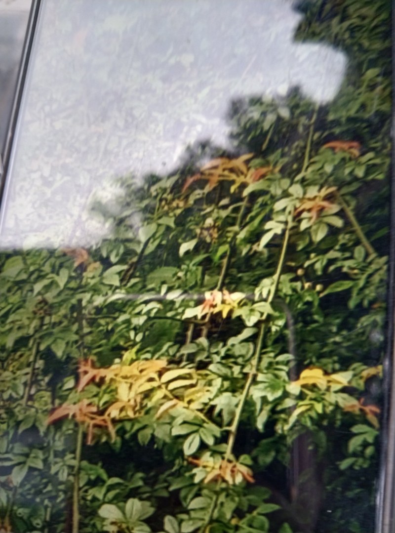 野蔷薇，路边刺，青皮，红刺老壳红刺根