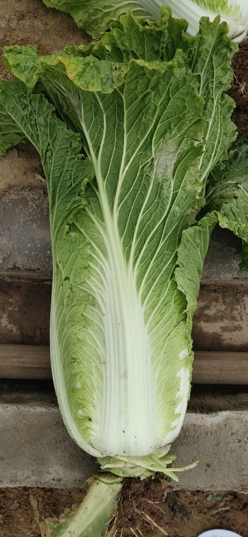 山西高平二青大白菜