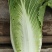 山西高平二青大白菜