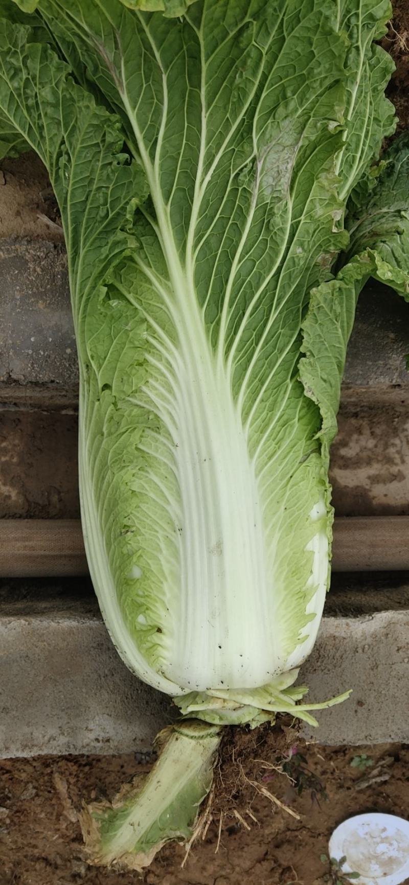 山西高平二青大白菜