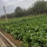 山西高平二青大白菜