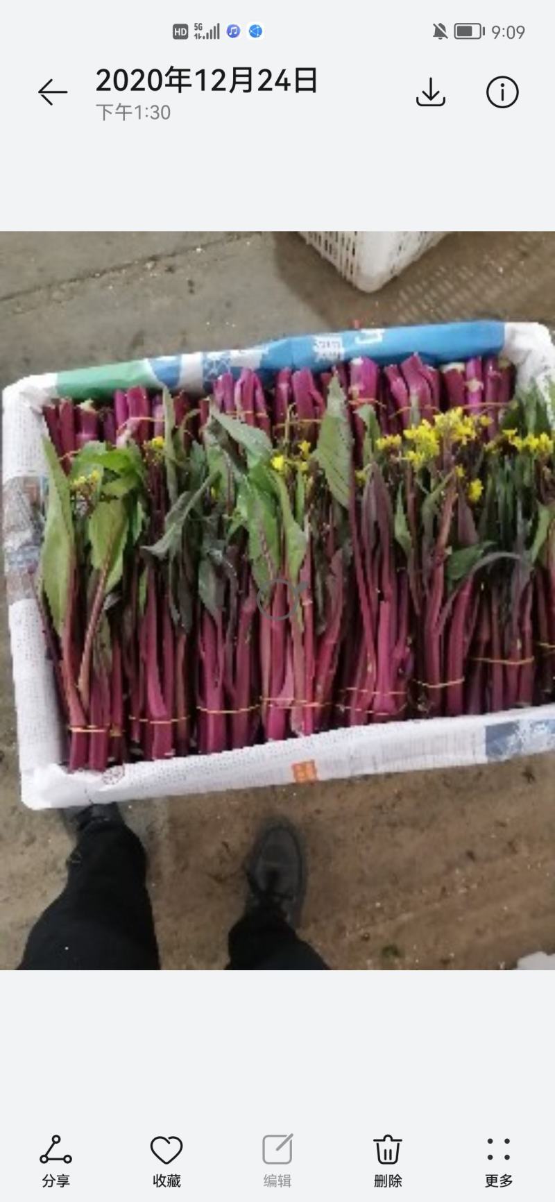 精品红菜苔