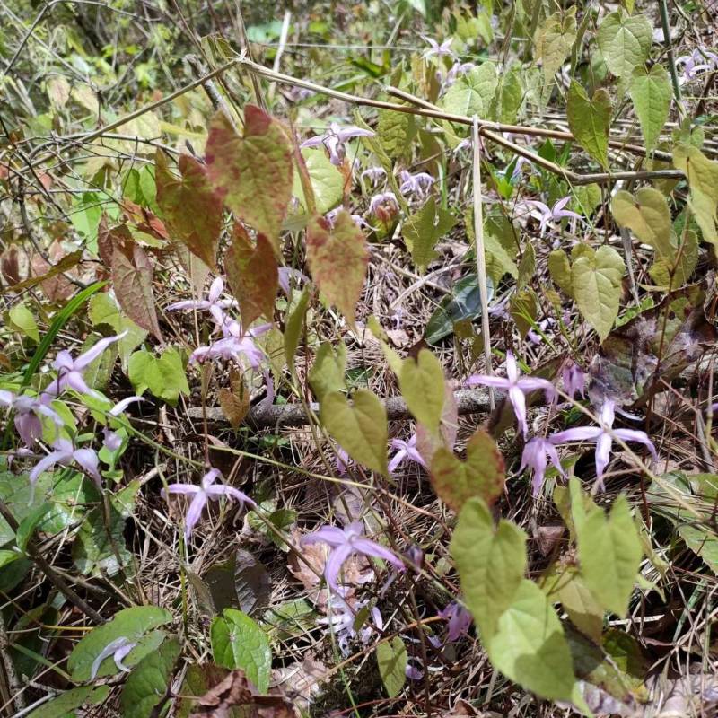 三支九叶草，淫羊藿羊三枝九叶草、仙灵脾、牛角花、三叉风、