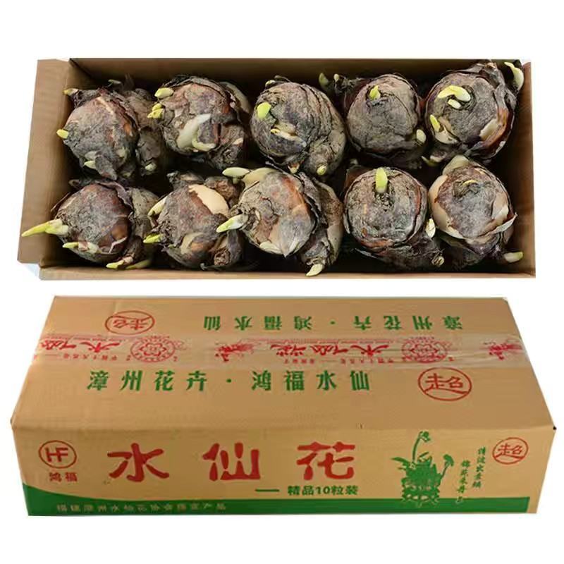 批发漳州水仙花种球10装20装30装水养客厅春节花卉年宵