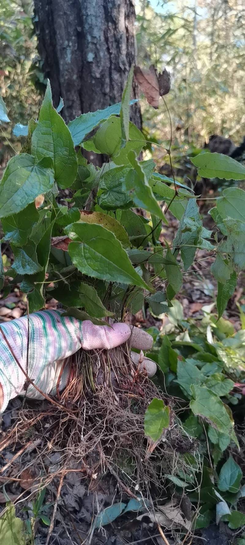 三支九叶草，淫羊藿羊三枝九叶草、仙灵脾、牛角花、三叉风、