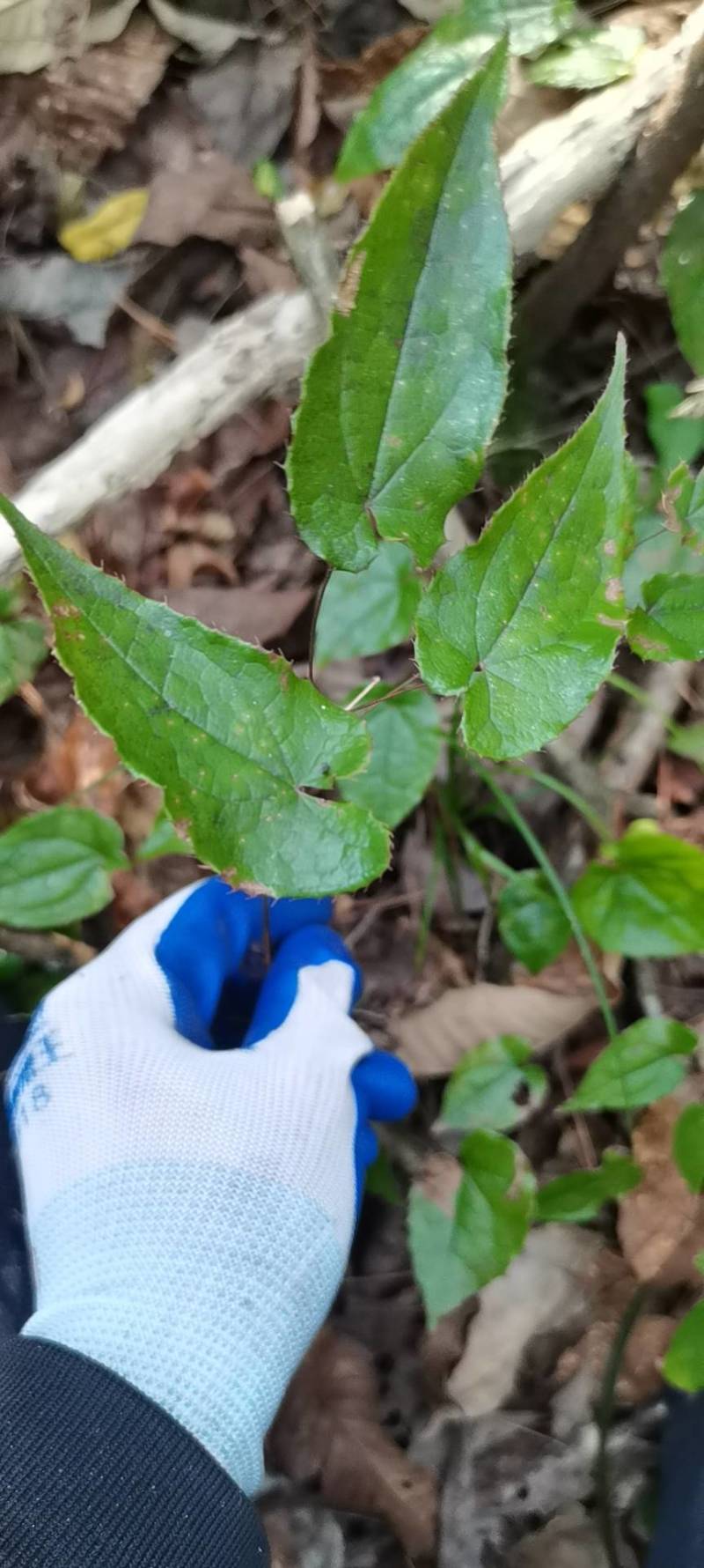 三支九叶草，淫羊藿羊三枝九叶草、仙灵脾、牛角花、三叉风、
