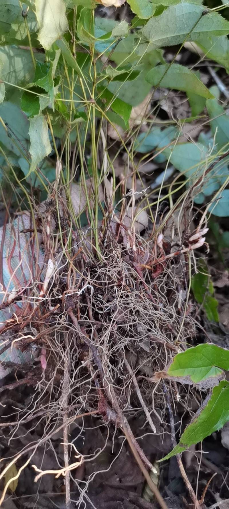 三支九叶草，淫羊藿羊三枝九叶草、仙灵脾、牛角花、三叉风、