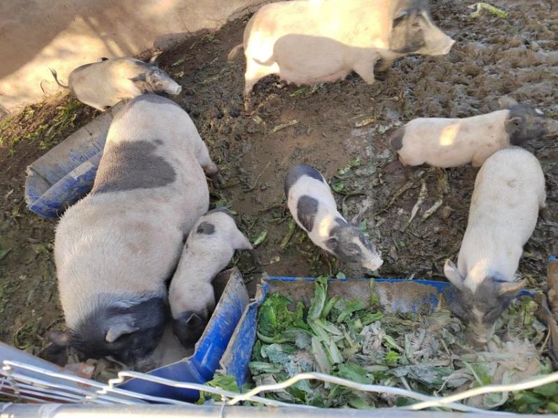 散养香猪50多只，连大带小打包出售