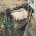 散养香猪50多只，连大带小打包出售