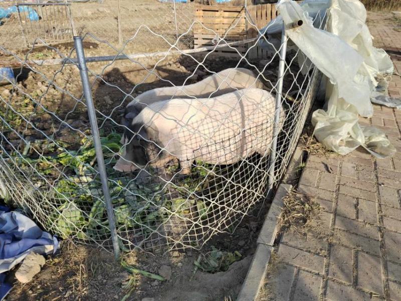 散养香猪50多只，连大带小打包出售