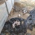 散养香猪50多只，连大带小打包出售
