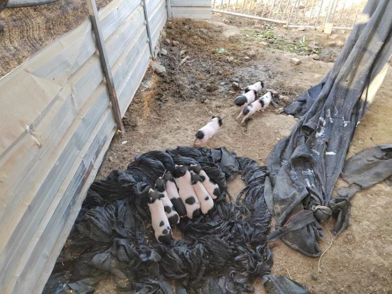 散养香猪50多只，连大带小打包出售