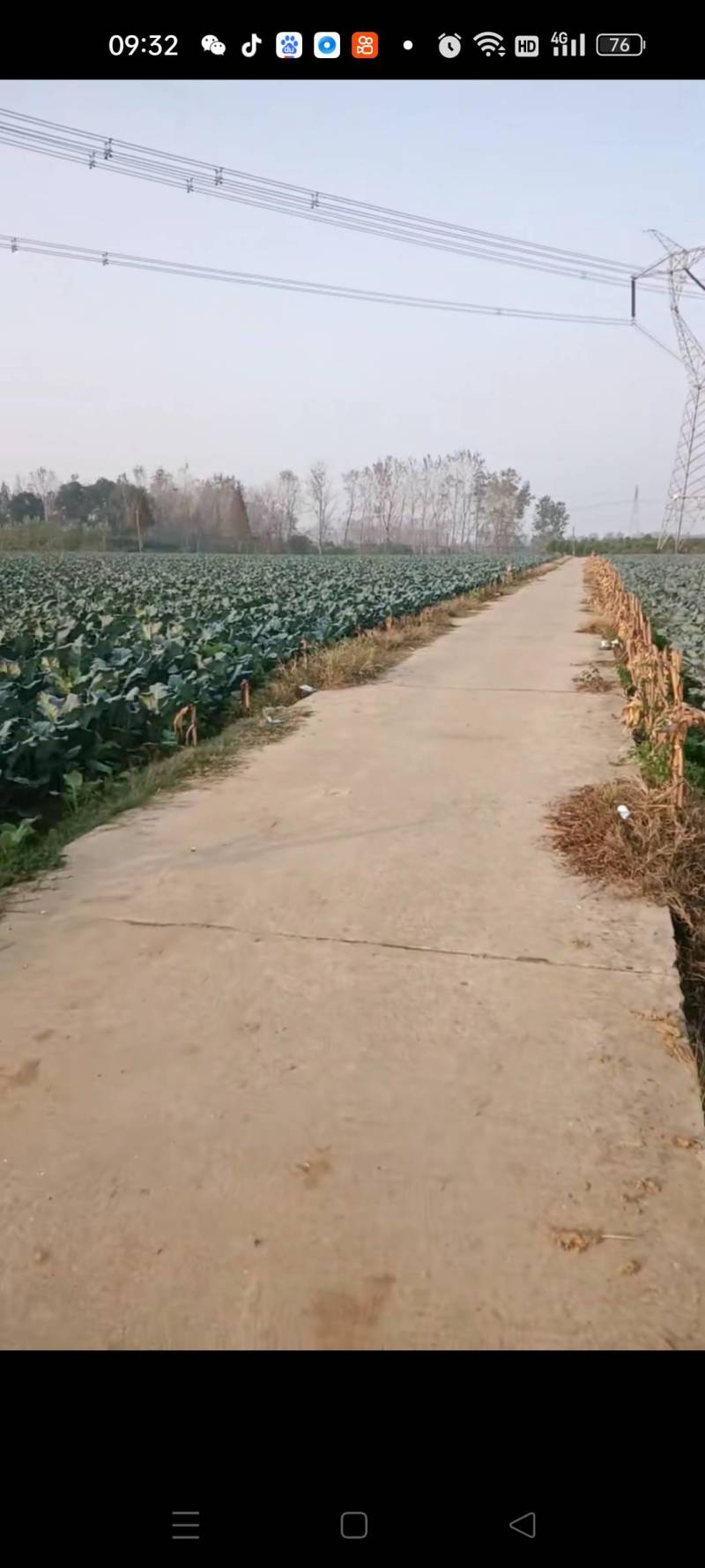 湖北省仙桃市陈场镇西兰花
