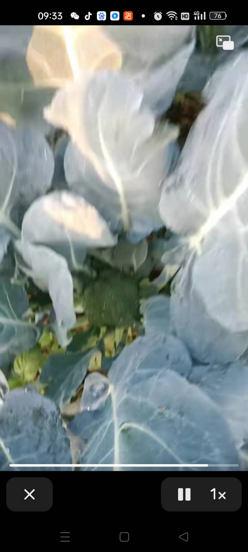 湖北省仙桃市陈场镇西兰花