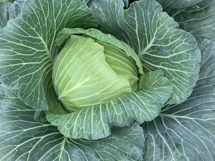 扁包菜种子特写