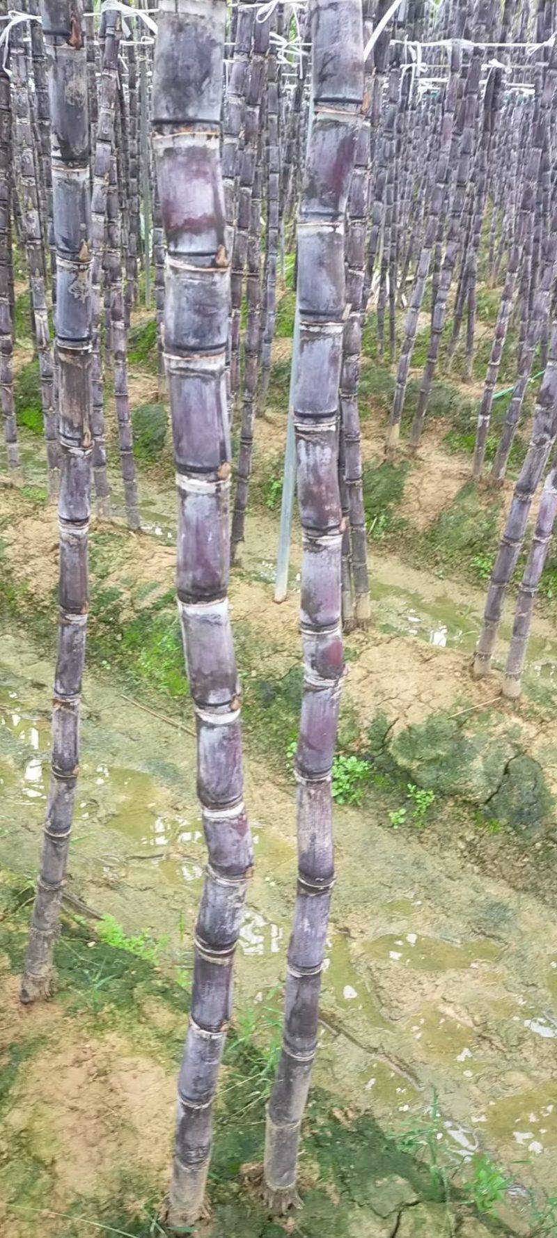 黑皮甘蔗