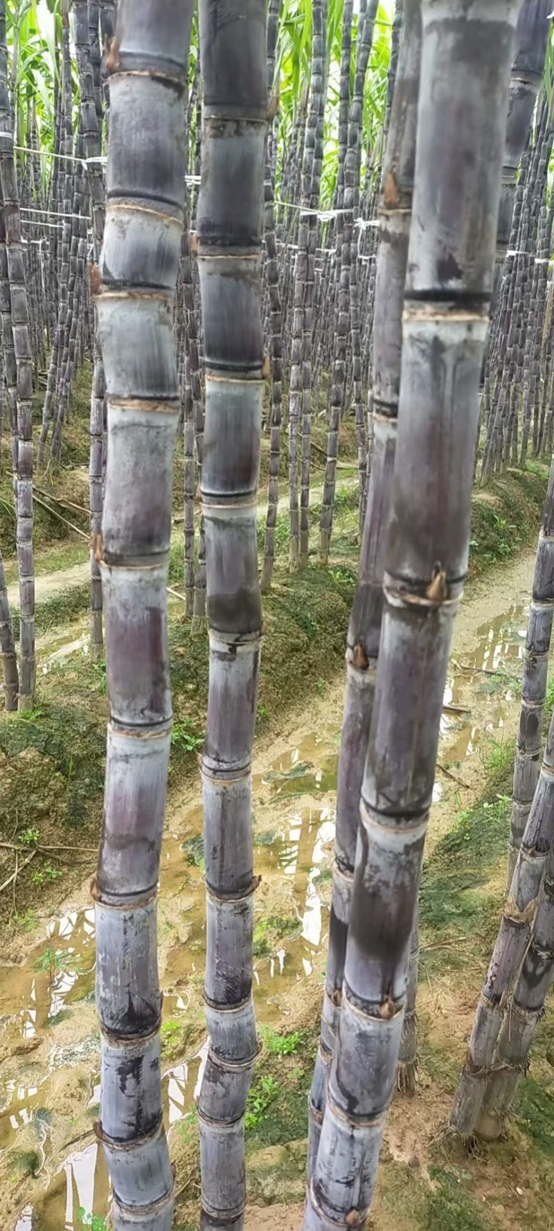 黑皮甘蔗