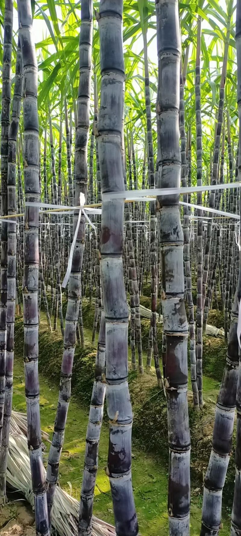 黑皮甘蔗